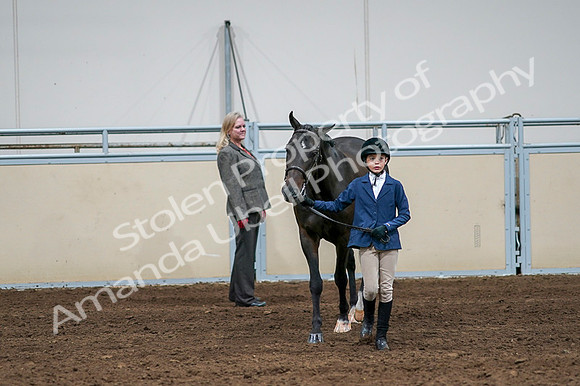 2020 - AB Morgan Horse - Fri, Sept 04 - 00769