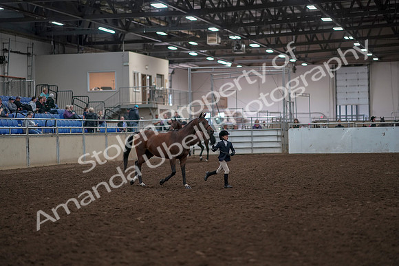 2019 Morgan Horse Show - Aug 31, 2019 - 01499