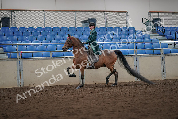 2019 Morgan Horse Show - Aug 30, 2019 - 27953