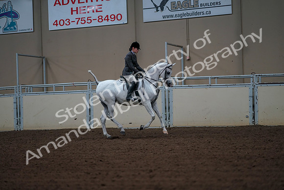 2019 Morgan Horse Show - Aug 30, 2019 - 17547