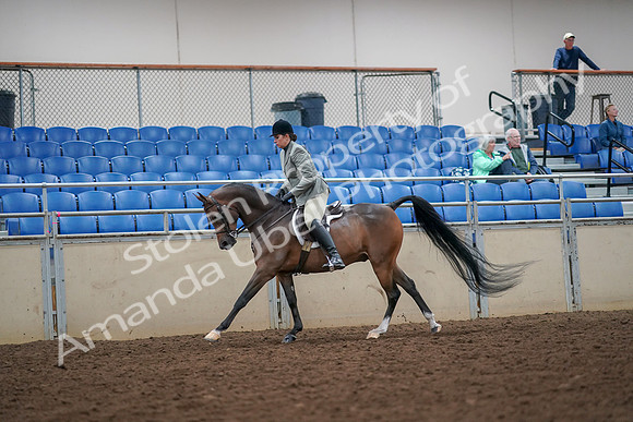 2019 Morgan Horse Show - Aug 30, 2019 - 17459
