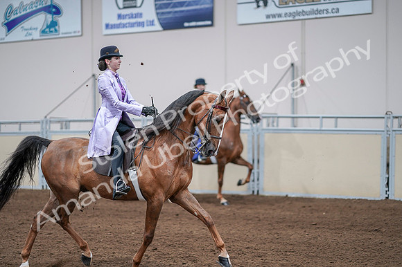 2020 - AB Morgan Horse - Fri, Sept 04 - 05133