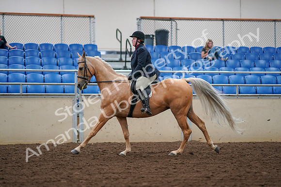 2019 Morgan Horse Show - Aug 30, 2019 - 16398
