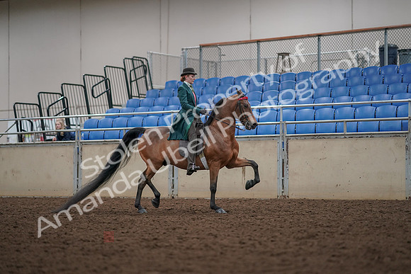 2019 Morgan Horse Show - Aug 30, 2019 - 28054