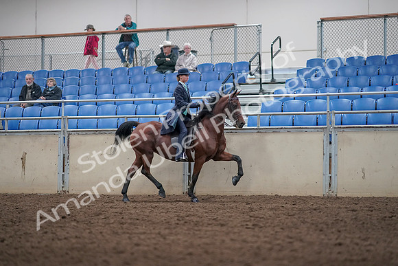 2019 Morgan Horse Show - Aug 31, 2019 - 08865