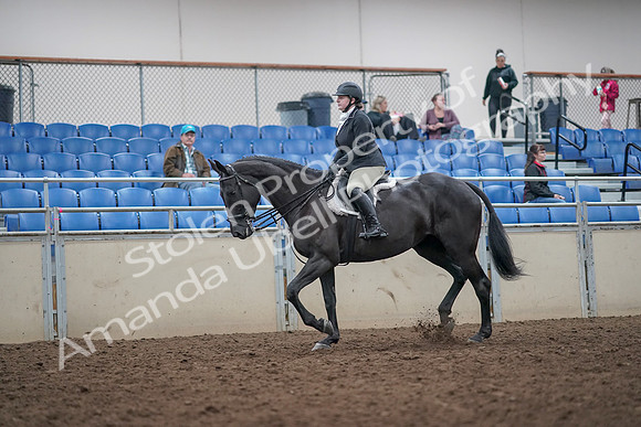 2019 Morgan Horse Show - Aug 31, 2019 - 14633