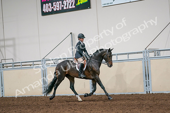 2020 - AB Morgan Horse - Sun, Sept 06 - 08070