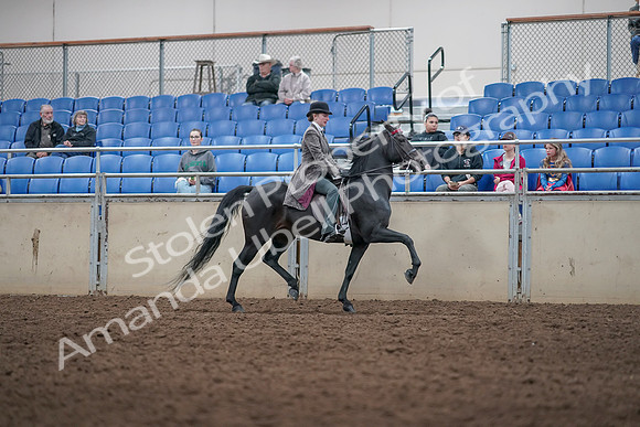 2019 Morgan Horse Show - Aug 31, 2019 - 09556