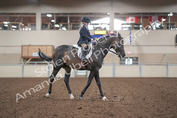 2019 Morgan Horse Show - Aug 31, 2019 - 19661