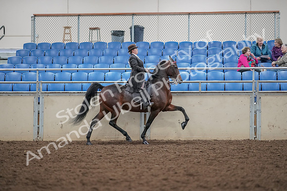 2019 Morgan Horse Show - Aug 30, 2019 - 28094