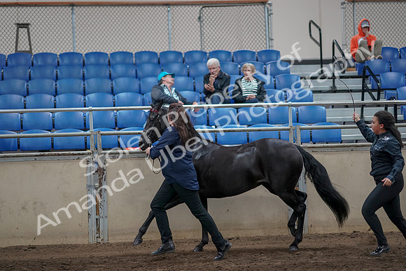 2019 Morgan Horse Show - Aug 31, 2019 - 00905