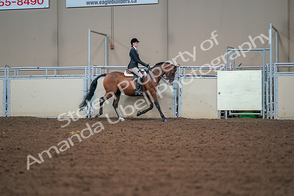 2019 Morgan Horse Show - Aug 30, 2019 - 20763