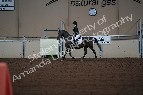 2019 Morgan Horse Show - Aug 30, 2019 - 18369