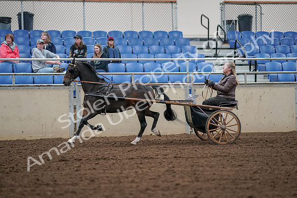 2019 Morgan Horse Show - Aug 30, 2019 - 13232