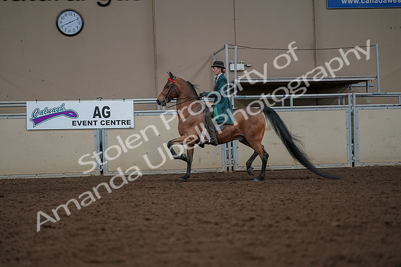 2019 Morgan Horse Show - Aug 30, 2019 - 27929