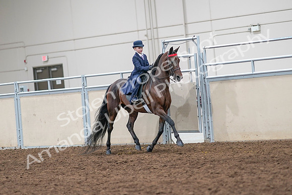 2020 - AB Morgan Horse - Sat, Sept 05 - 04868