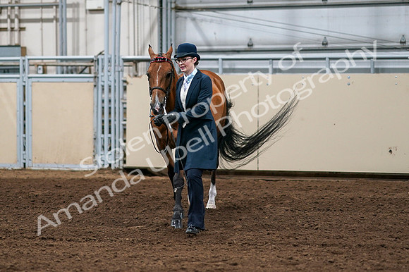 2020 - AB Morgan Horse - Fri, Sept 04 - 00974