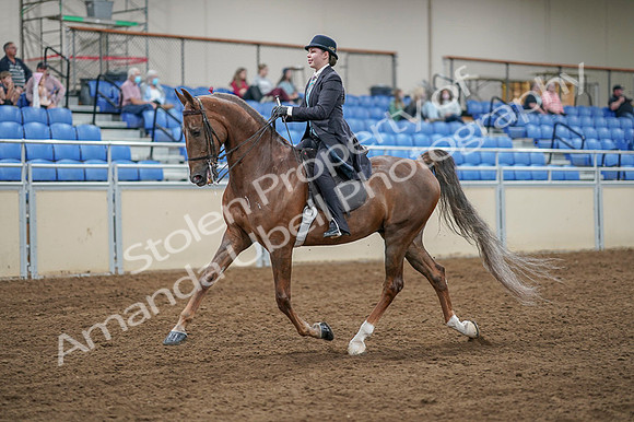 2020 - AB Morgan Horse - Fri, Sept 04 - 11094