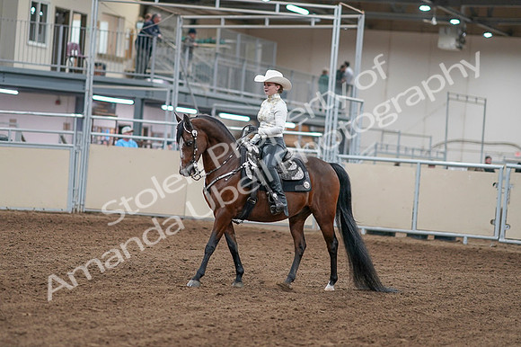2020 - AB Morgan Horse - Fri, Sept 04 - 08237