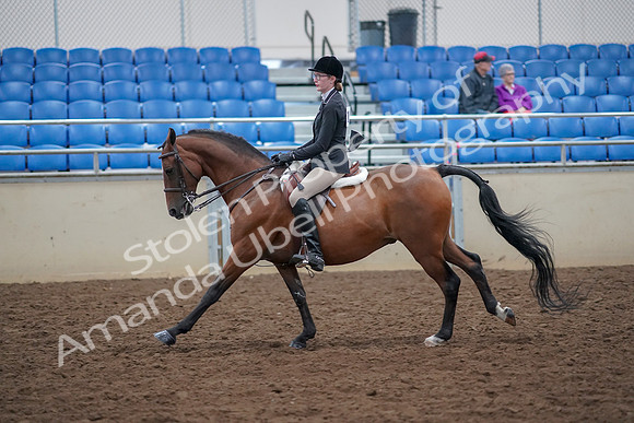 2019 Morgan Horse Show - Aug 30, 2019 - 20617