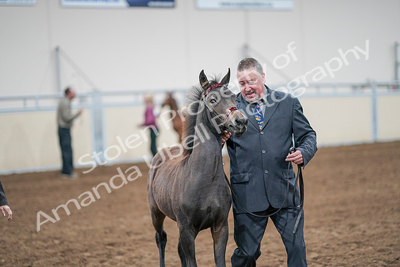 2020 - AB Morgan Horse - Sat, Sept 05 - 00480