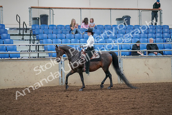 2019 Morgan Horse Show - Aug 30, 2019 - 16767
