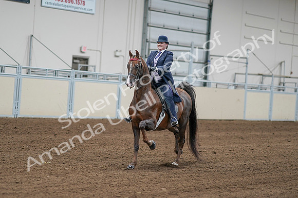 2020 - AB Morgan Horse - Fri, Sept 04 - 08183