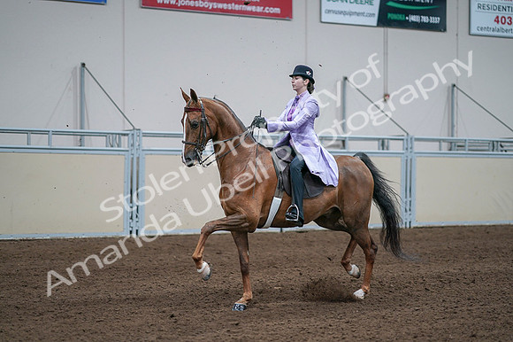 2020 - AB Morgan Horse - Fri, Sept 04 - 05024