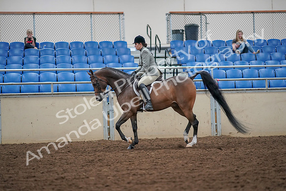 2019 Morgan Horse Show - Aug 30, 2019 - 17290