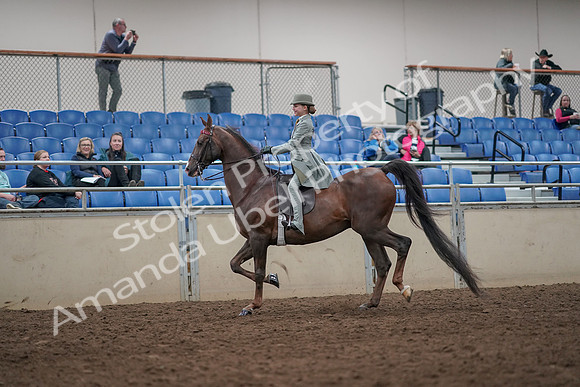2019 Morgan Horse Show - Aug 31, 2019 - 07657