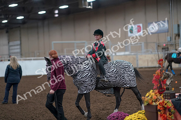 2019 Morgan Horse Show - Aug 31, 2019 - 10044