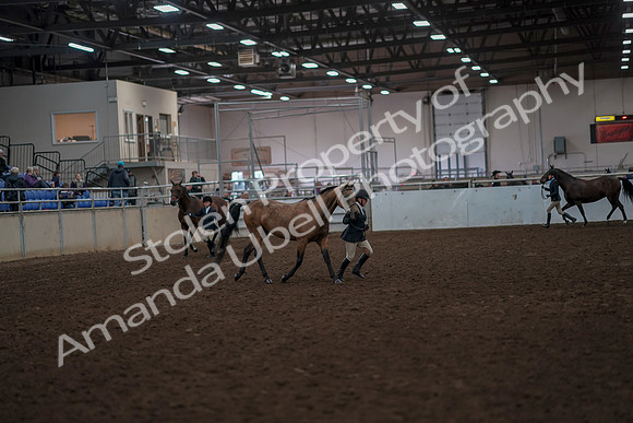 2019 Morgan Horse Show - Aug 31, 2019 - 01498