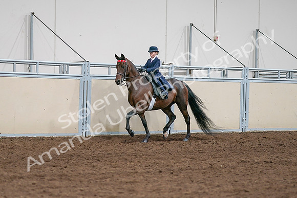 2020 - AB Morgan Horse - Sat, Sept 05 - 04905
