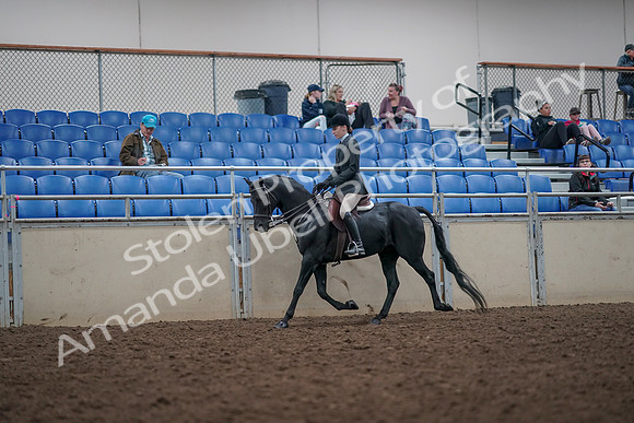 2019 Morgan Horse Show - Aug 31, 2019 - 14849