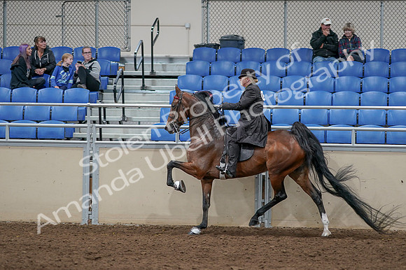 2020 - AB Morgan Horse - Fri, Sept 04 - 09792