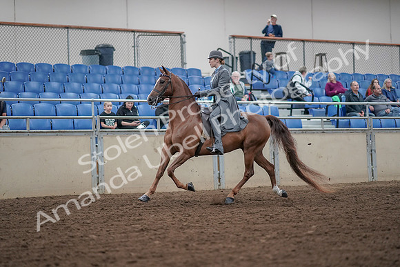 2019 Morgan Horse Show - Aug 30, 2019 - 15349