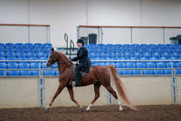 2019 Morgan Horse Show - Aug 30, 2019 - 21402