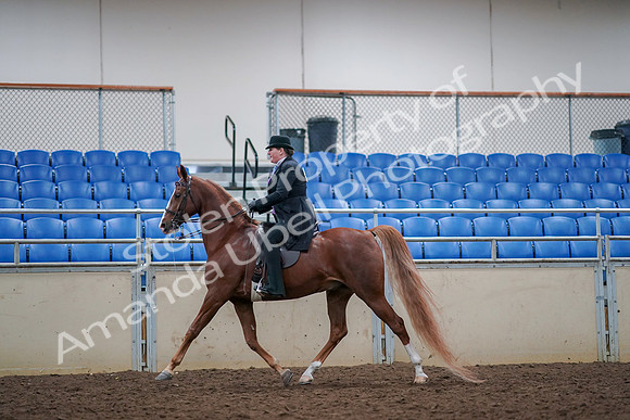 2019 Morgan Horse Show - Aug 30, 2019 - 21402