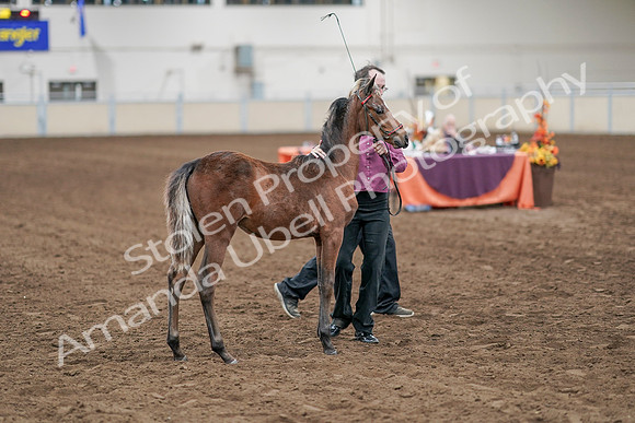 2020 - AB Morgan Horse - Sat, Sept 05 - 00514