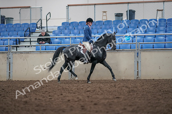 2019 Morgan Horse Show - Aug 31, 2019 - 16714