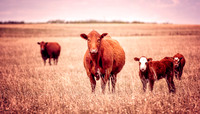 Domestic Animals - 007