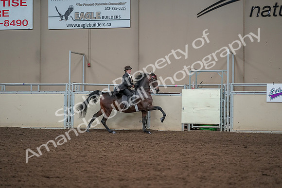 2019 Morgan Horse Show - Aug 30, 2019 - 28191