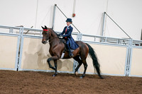 2020 - AB Morgan Horse - Sat, Sept 05 - 08534