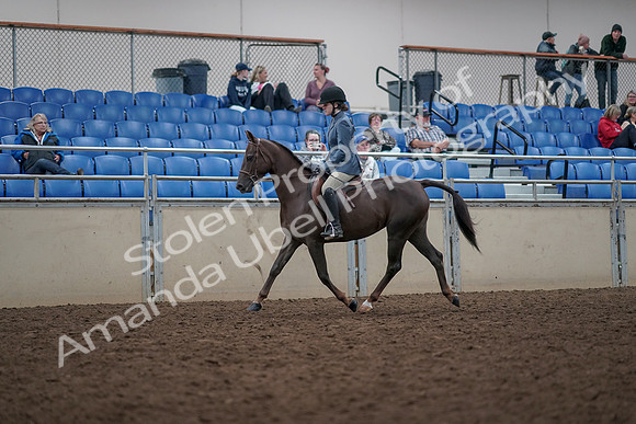 2019 Morgan Horse Show - Aug 31, 2019 - 16560