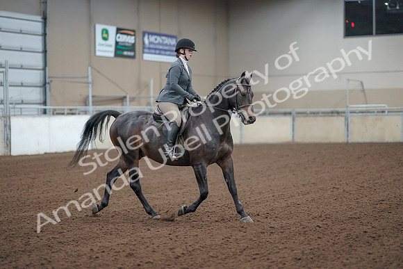 2019 Morgan Horse Show - Sept 01, 2019 - 11012