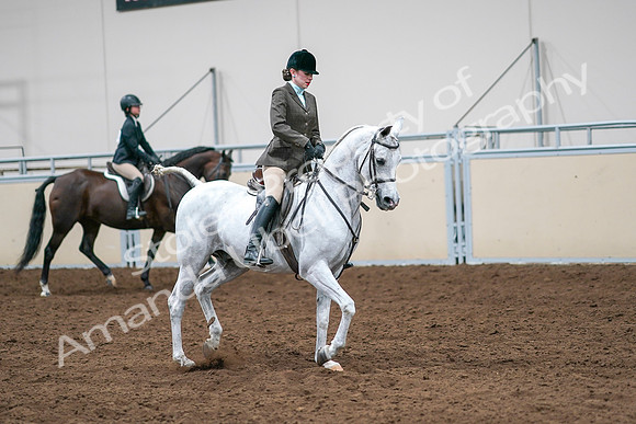 2020 - AB Morgan Horse - Sat, Sept 05 - 14529