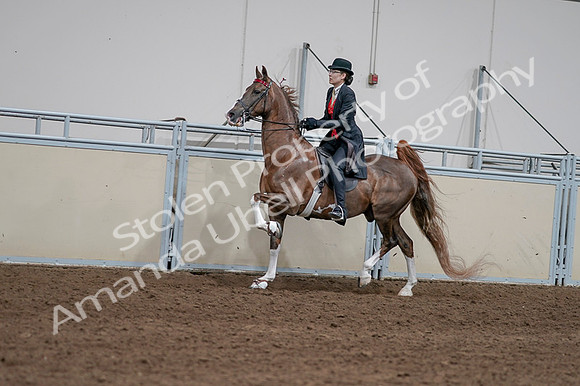 2020 - AB Morgan Horse - Fri, Sept 04 - 09596