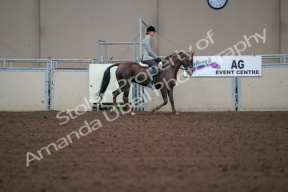 2019 Morgan Horse Show - Aug 30, 2019 - 18500