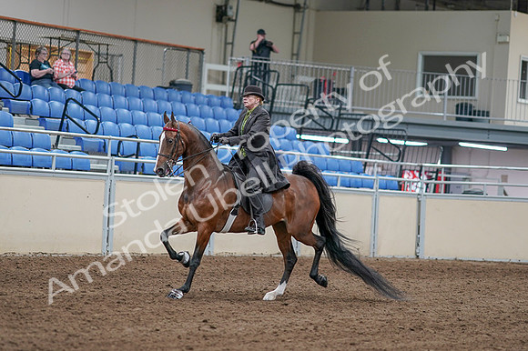 2020 - AB Morgan Horse - Fri, Sept 04 - 09526