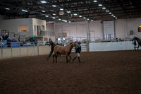 2019 Morgan Horse Show - Aug 31, 2019 - 01494
